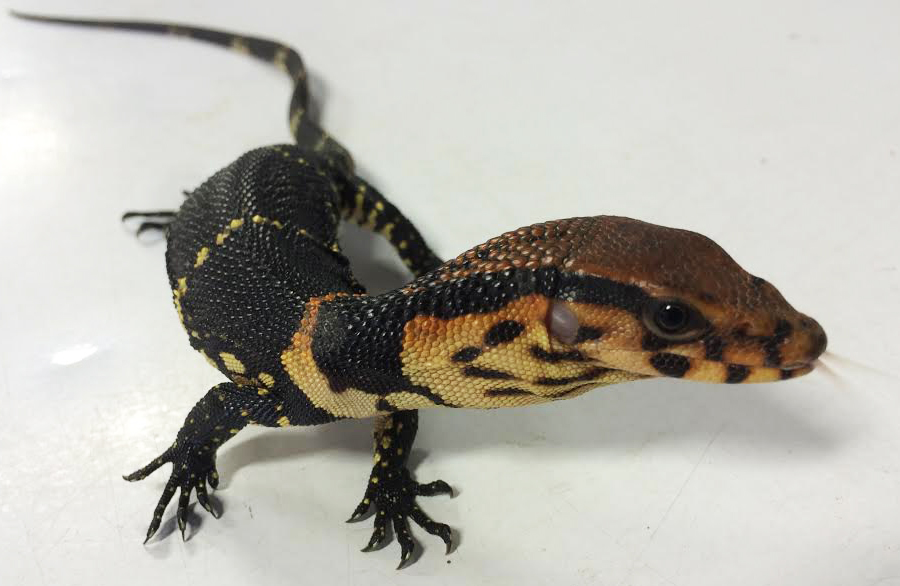 Baby Dumeril's Monitors For Sale