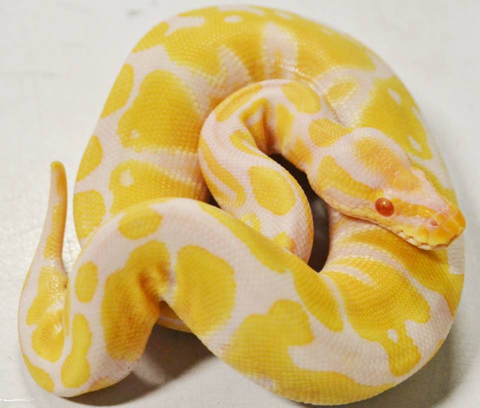 Male Albino Burmese Python