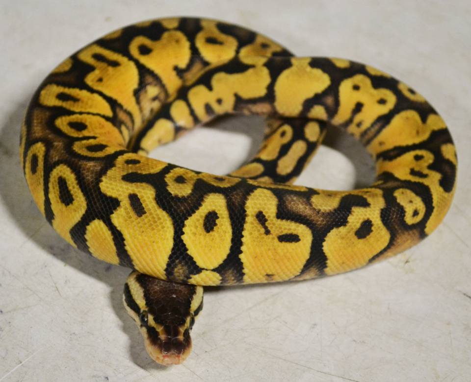 Pastel Yellow Belly Ball Python