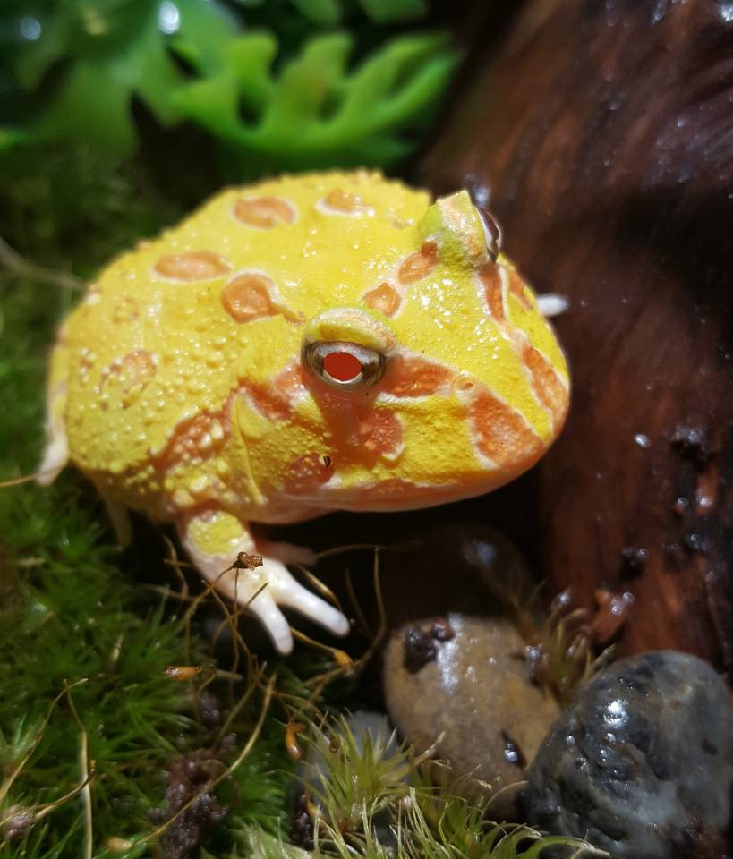 Baby Albino Pacman Frog