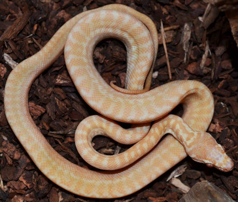Albino Carpet Python Care
