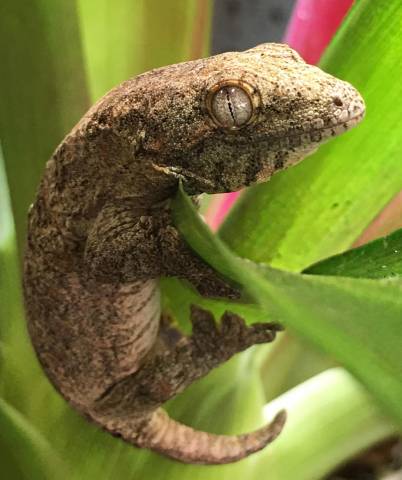 Baby Leachianus Geckos For Sale