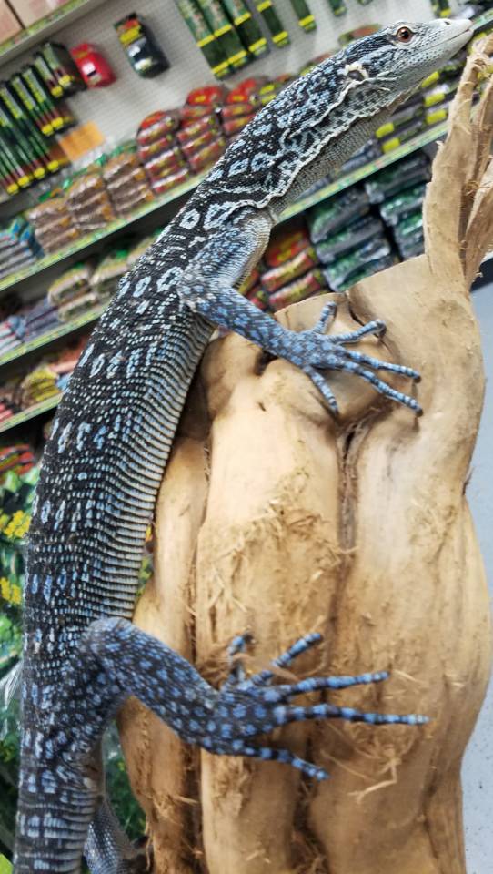 Blue Tree Monitor Lizards ubicaciondepersonas.cdmx.gob.mx