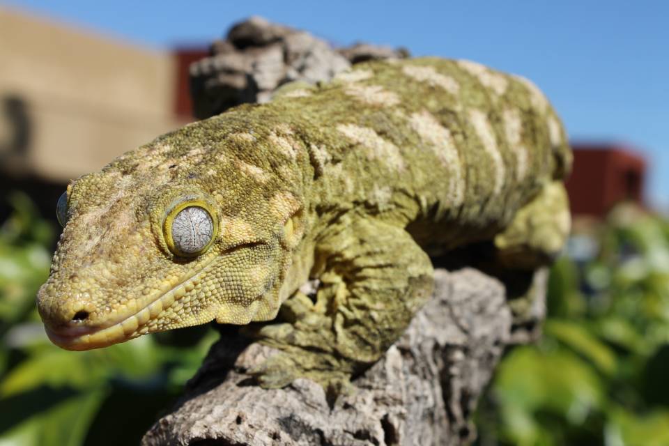Adult Female Leachianus Geckos For Sale