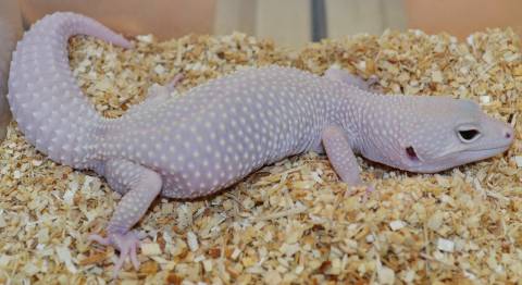 Adult Eclipse Blazing Blizzard Leopard Geckos For Sale