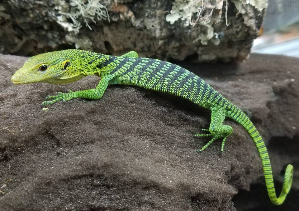 Baby Green Tree Monitors For Sale