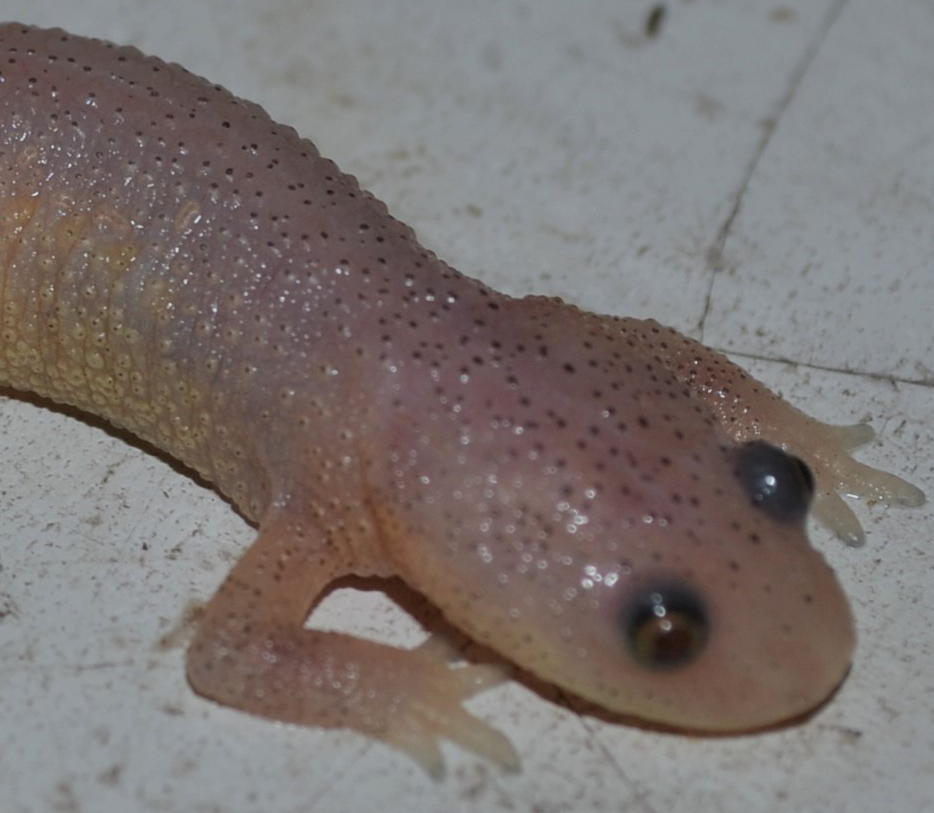 Spanish Ribbed Newt For Sale adopt a turtle