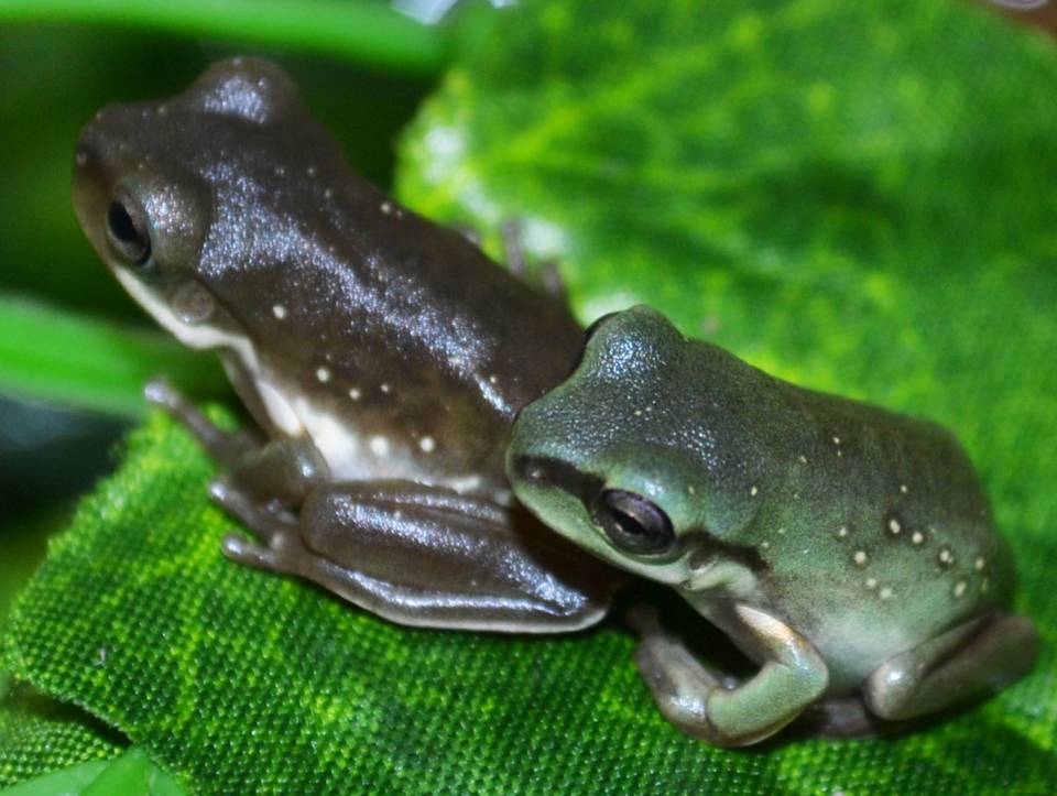 Baby Whites Tree Frog