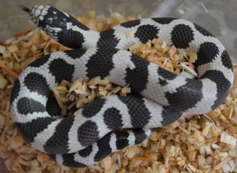Monitor Lizards For Sale Kingsnake