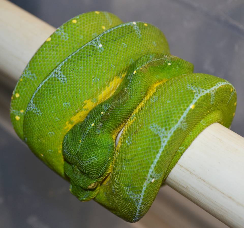 Jayapura Green Tree Python