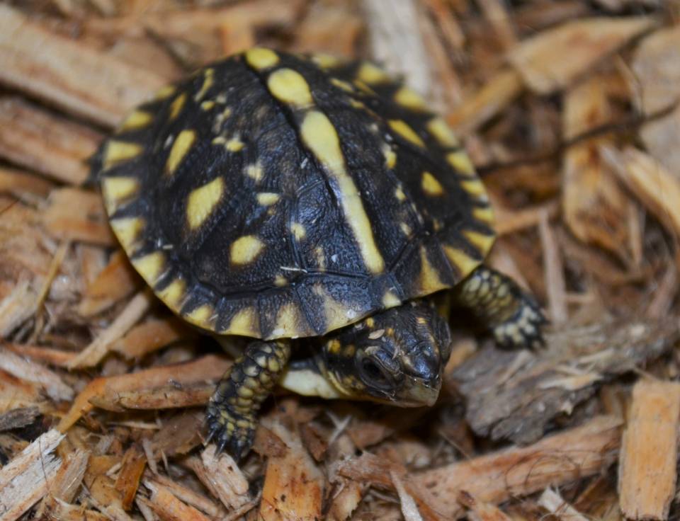 Box Turtle Baby ubicaciondepersonas.cdmx.gob.mx