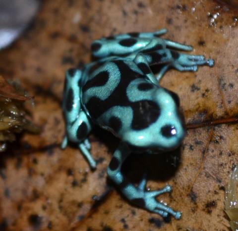 Highland Green & Bronze Auratus Dart Frogs For Sale