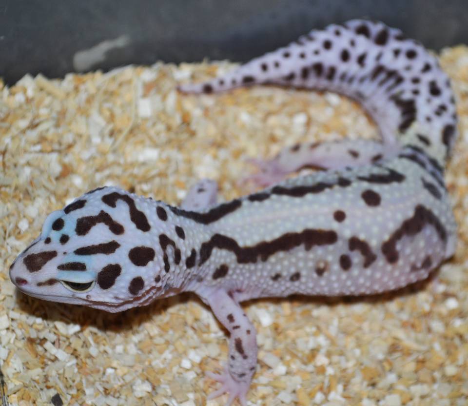 Adult Bold Jungle Leopard Geckos For Sale
