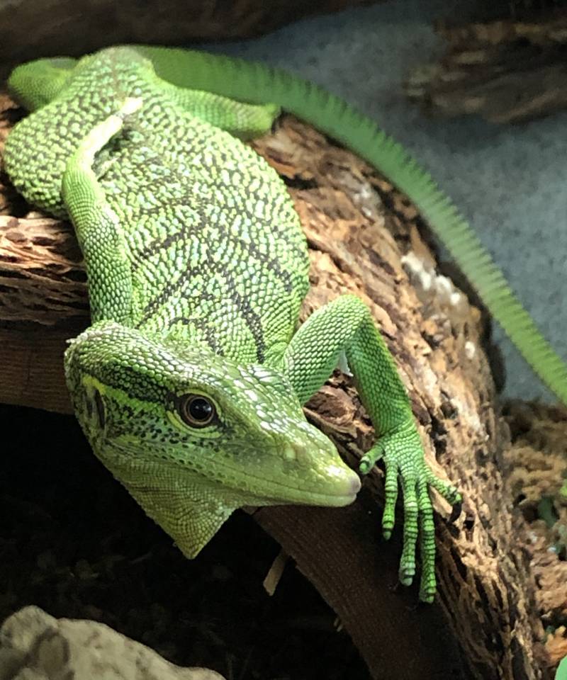 Green Monitor Lizard For Sale amphibian plant examples