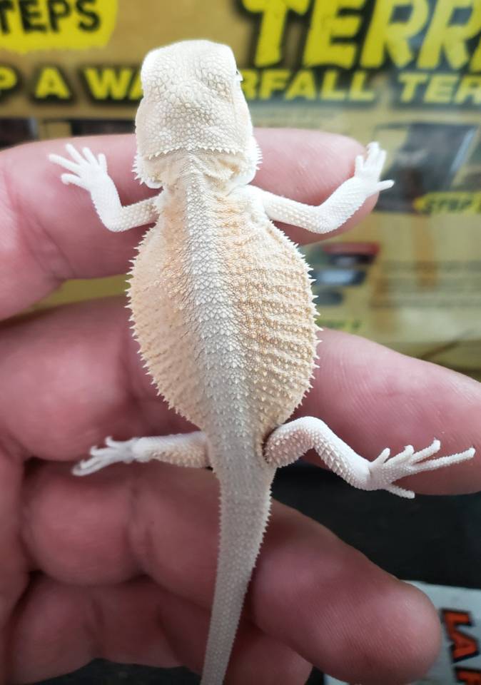 Bearded Dragon Baby