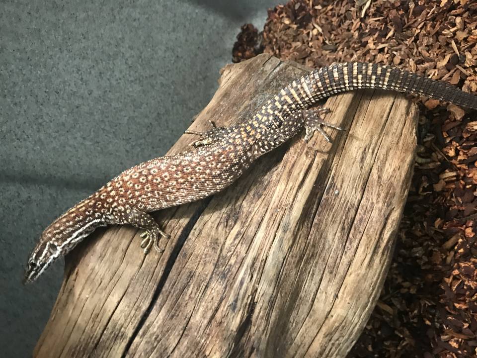 Medium Red Ackies Monitors For Sale