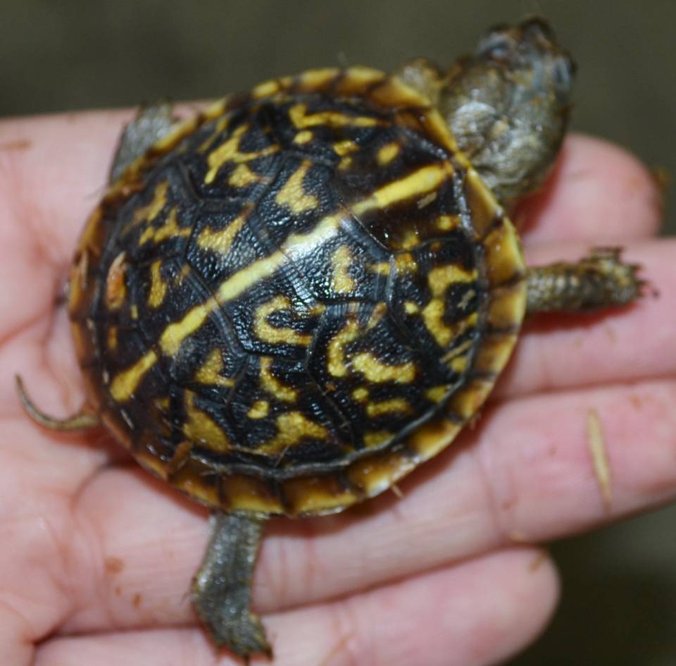 Box Turtle Baby ubicaciondepersonas.cdmx.gob.mx