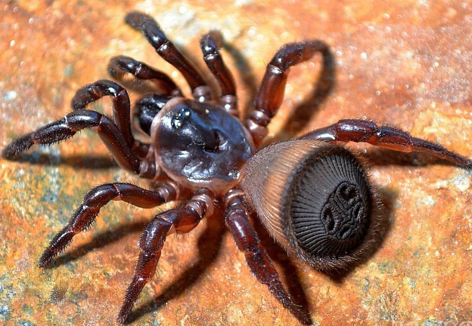10 Amazing, Beautiful, TERRIFYING Spiders Animals Recuse