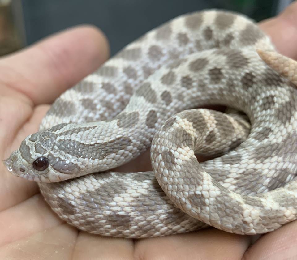 Sub Adult Lavender Western Hognose Snakes For Sale