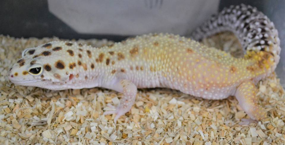 Adult Eclipse Enigma Leopard Geckos For Sale