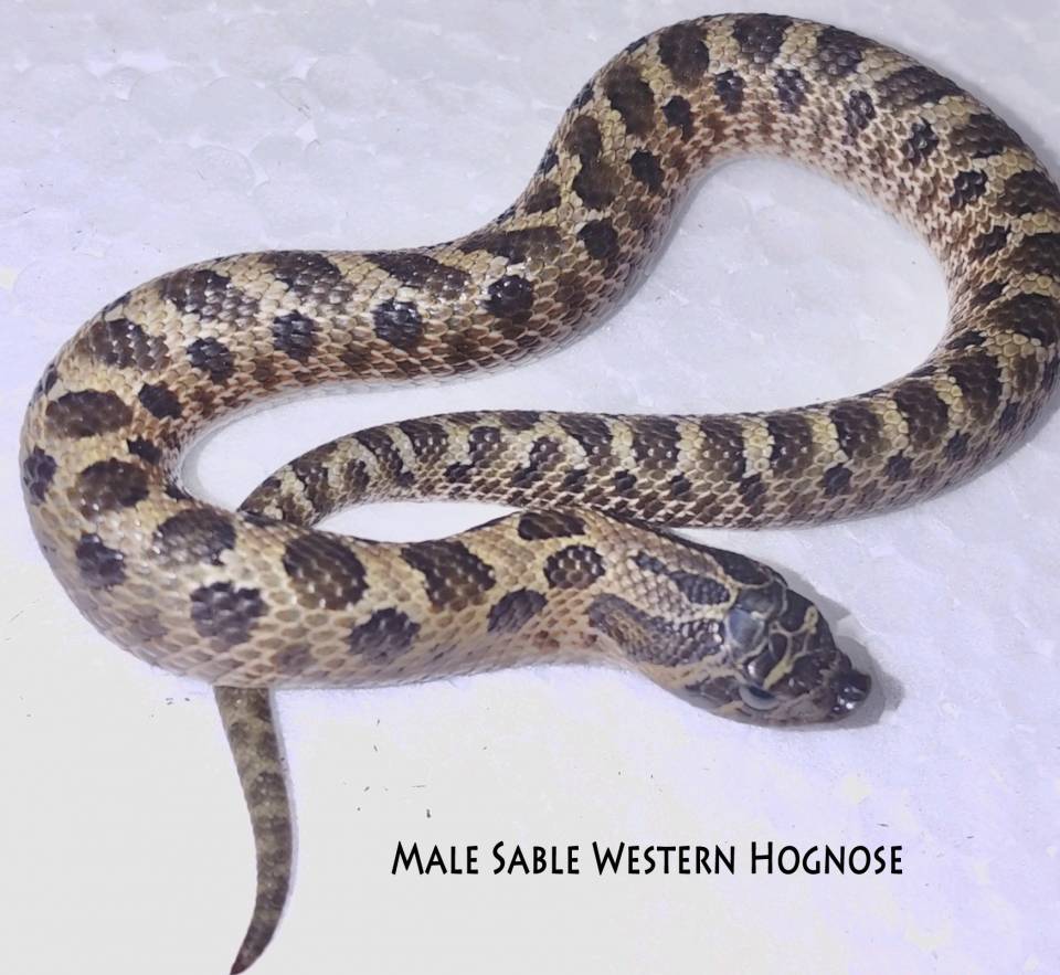 Baby Tiger Western Hognose Snakes ubicaciondepersonas.cdmx.gob.mx