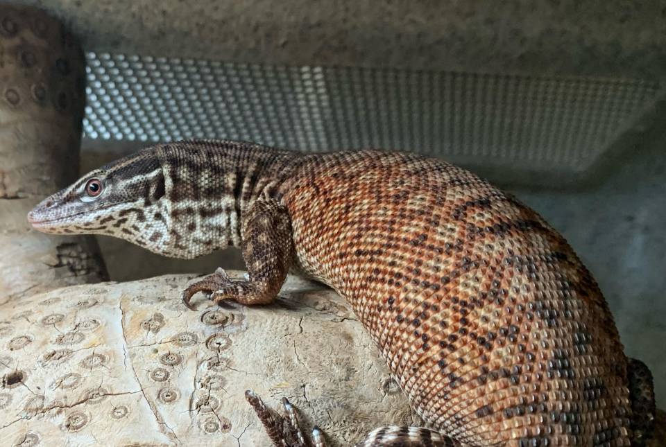 Sub Adult Male Red Ackies Monitors For Sale