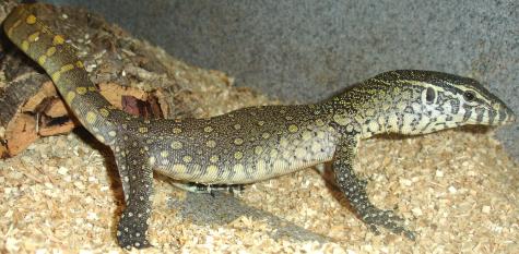 Small Nile Monitors for sale