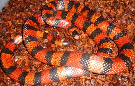 Adult Tangerine Honduran Milksnakes For Sale