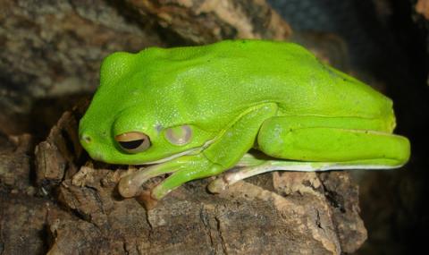 White Lipped Tree Frogs For Sale