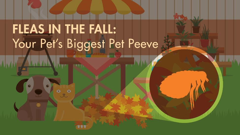 Fleas in Fall Your Pet's Biggest Pet Peeve Lloyd Pest Control