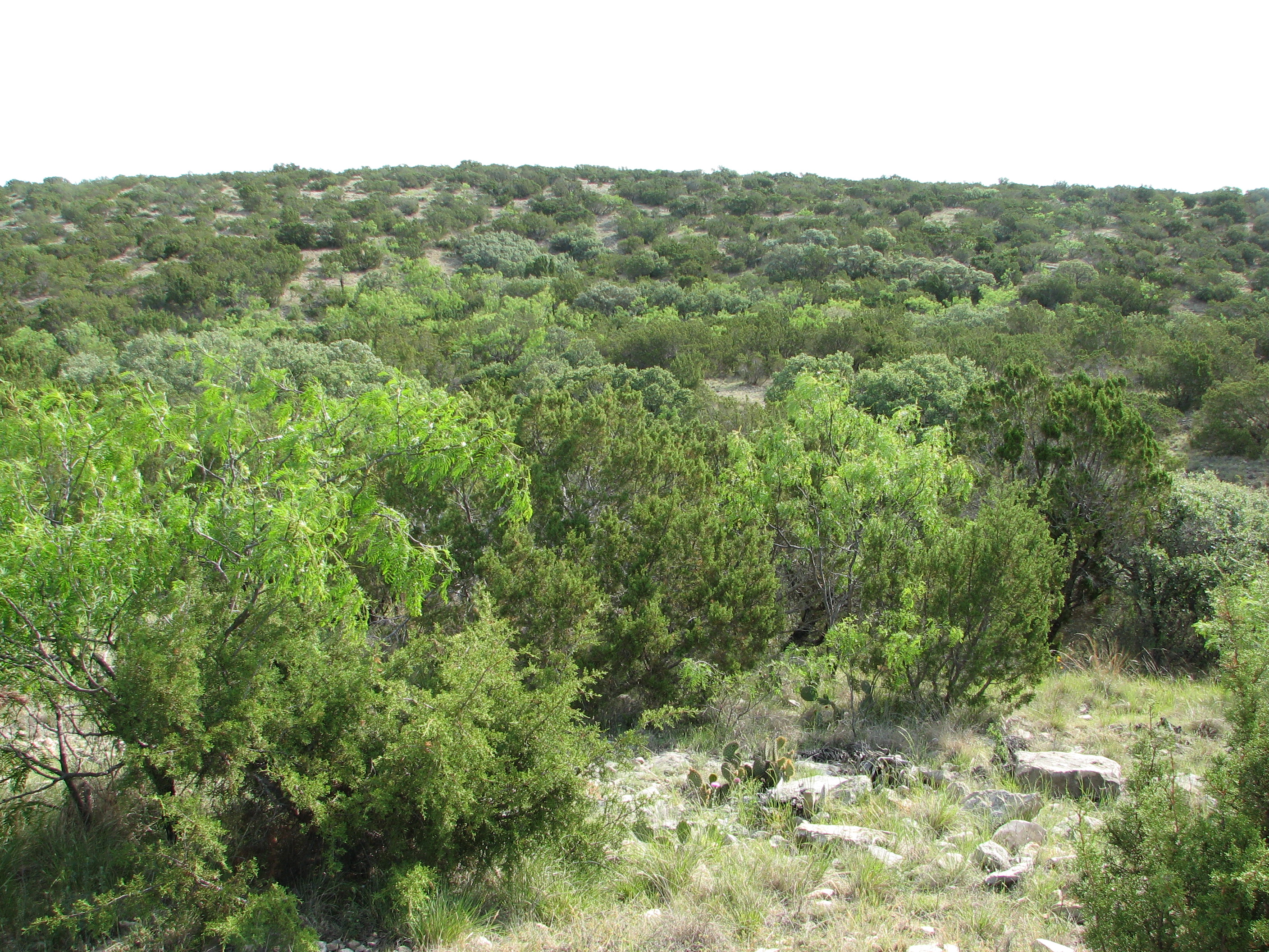 Irion County Ranch Lee, Lee & Puckitt Associates Inc.