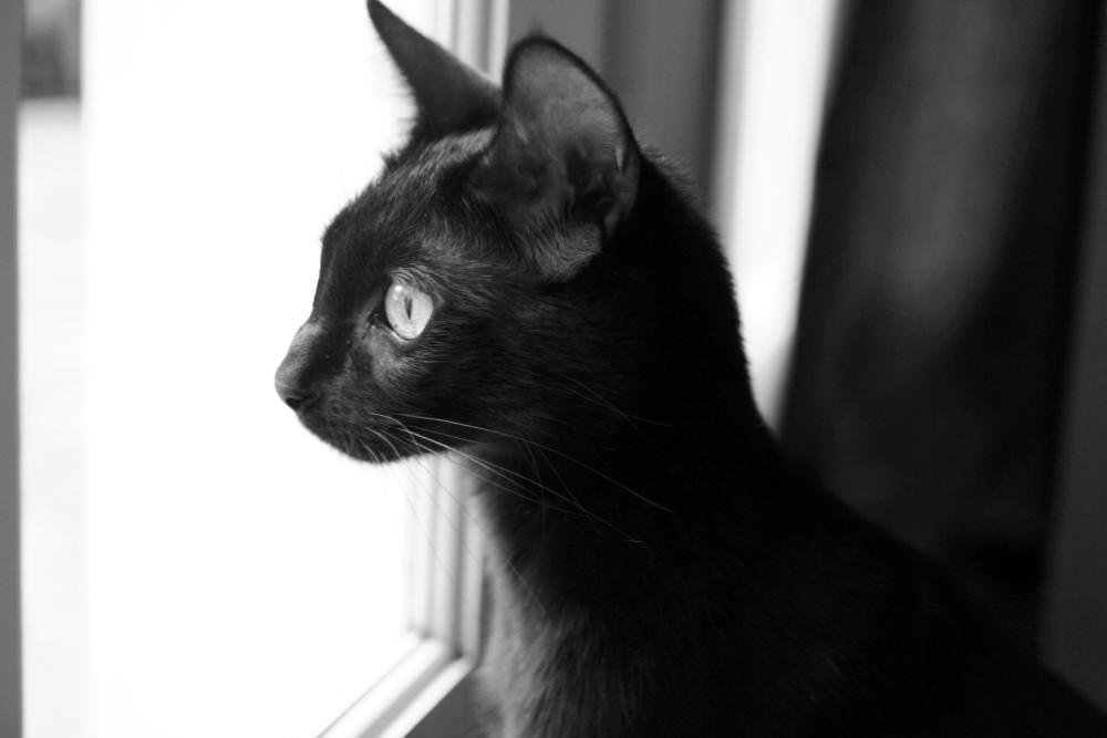 Housesitting in Hollywood Pet Sitter to the Stars