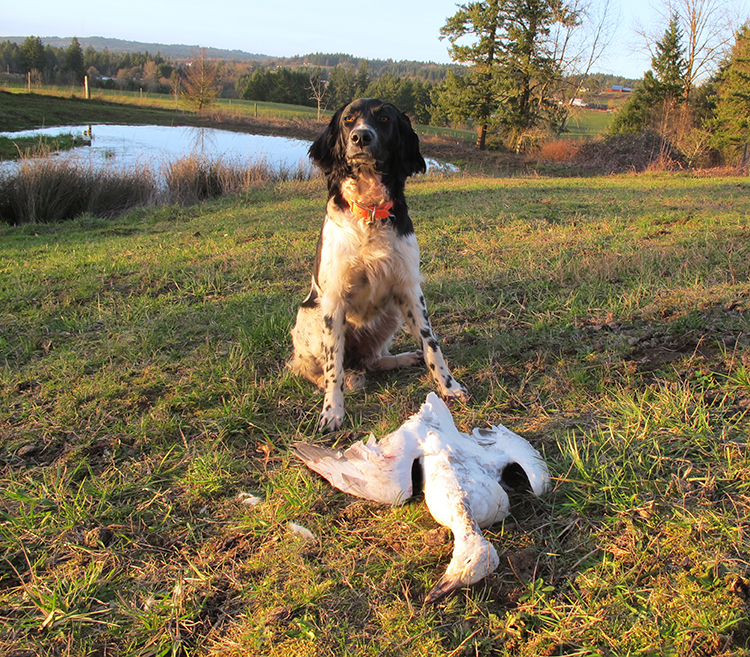 The Large Munsterlander Association of Canada (LMAC)