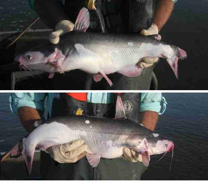 Piebald Blues Rarest Catfish in the Lower Mississippi River Lower