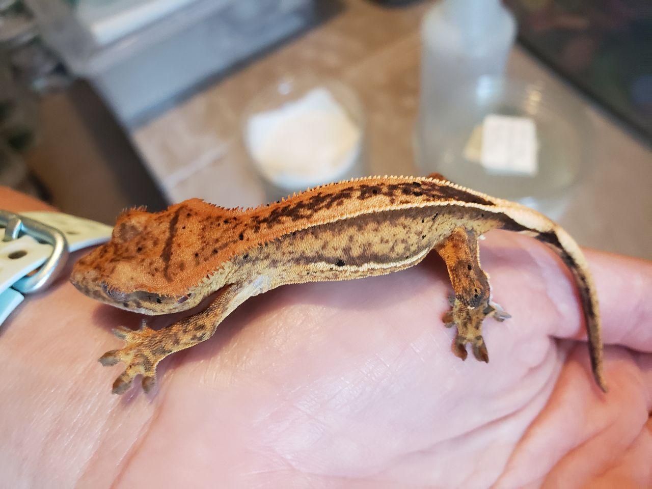 Crested Gecko Unsexed TOM » LIL MONSTERS Reptiles