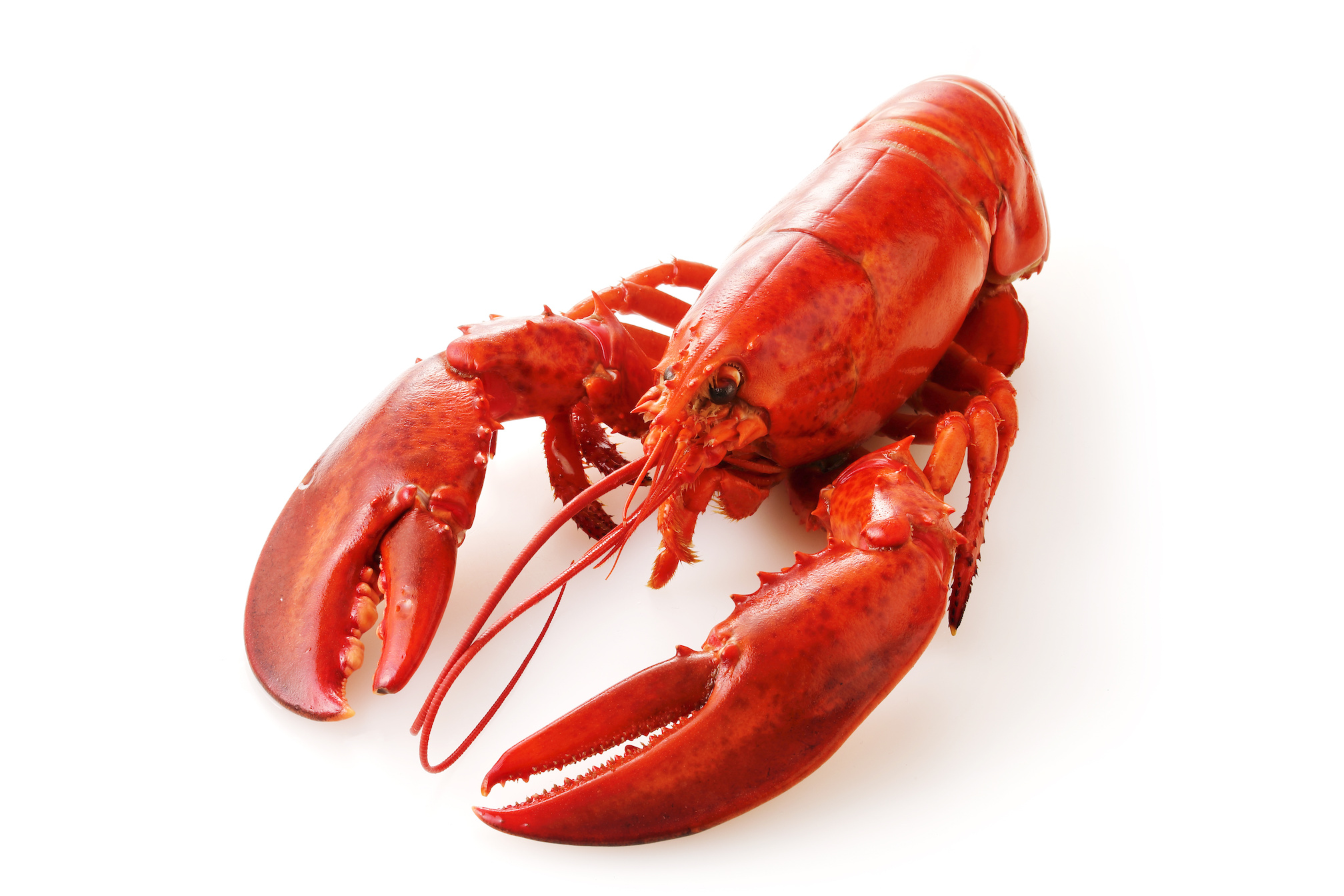 2 lb. Fresh Live Maine Lobster Lobsters Online Owned & Operated by