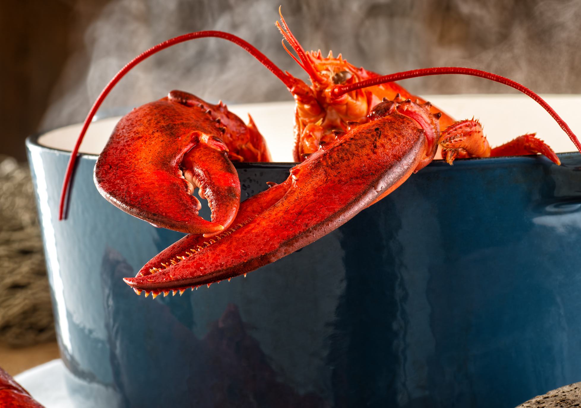 16 qt. Porcelain Steel Lobster Pot Lobster Trap Live Lobster Online