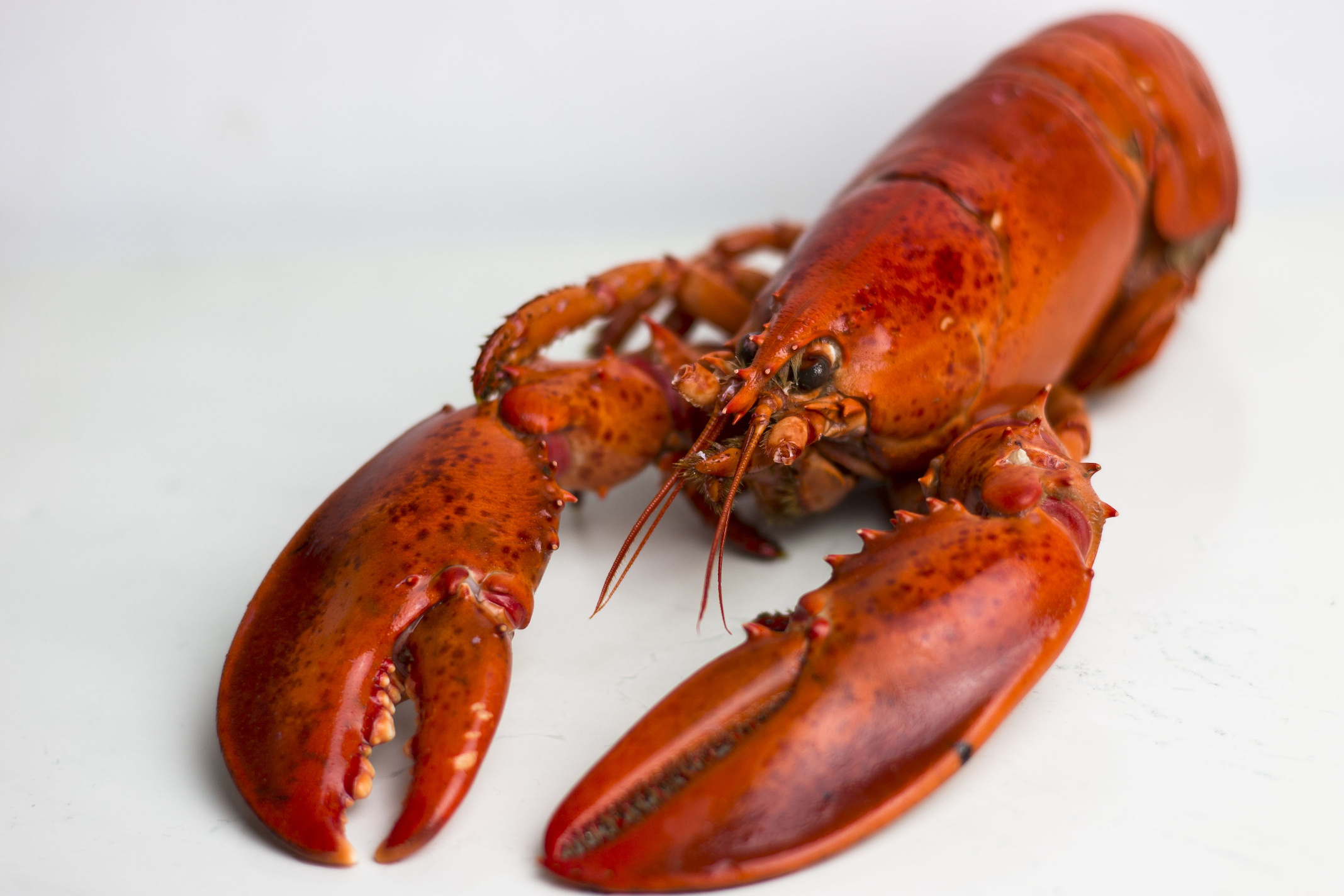 2.5 lbs. Fresh Live Maine Lobster Lobster Trap Live Lobster Online