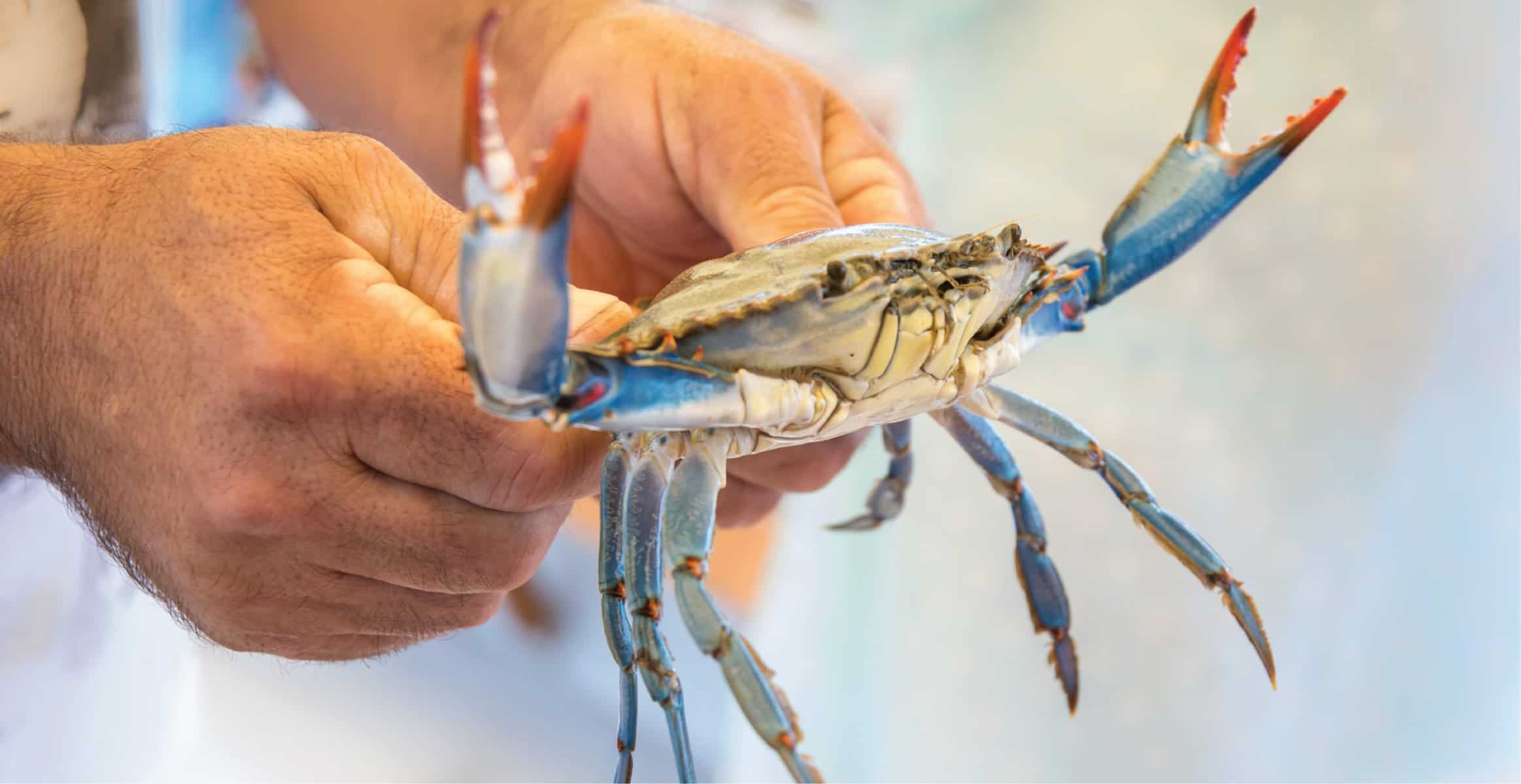 How to catch crabs LOCAL Life Hilton Head Island & Bluffton