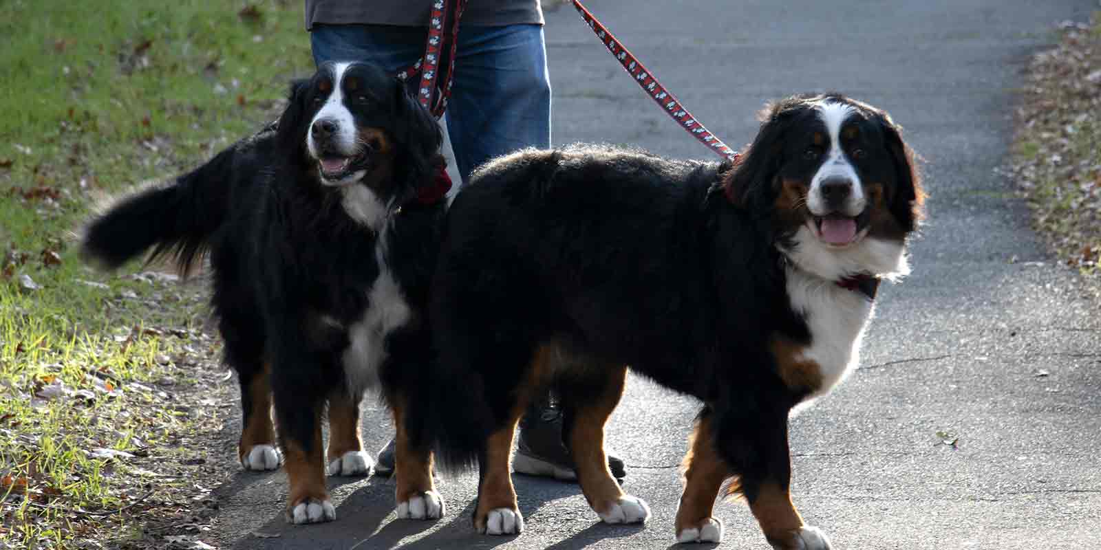Why is My Dog Walking Sideways? Paw Pals Pet Sitting