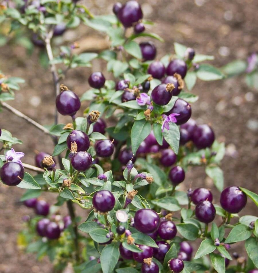 Filius Blue Pepper بذور الفلفل الازرق Local Roots