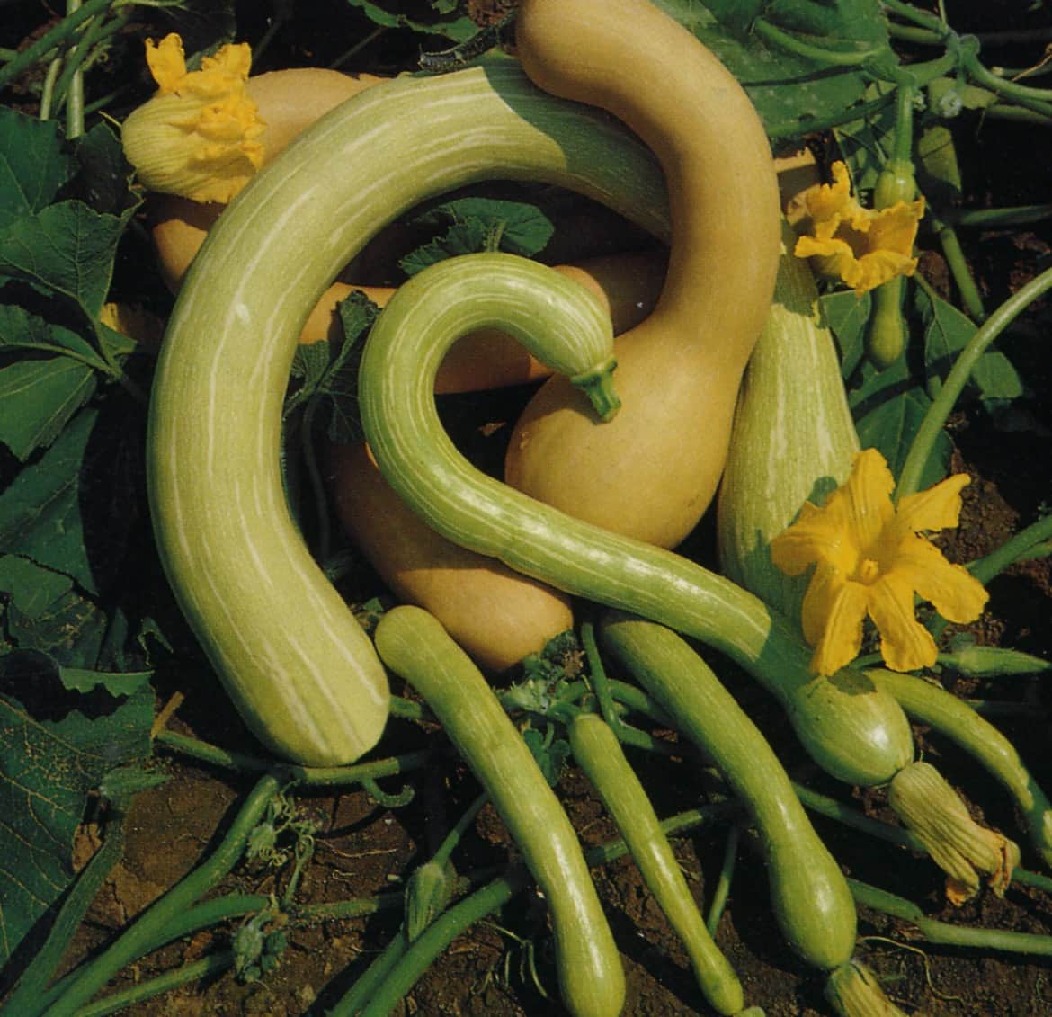 Zucchino Rampicante Squash Local Roots