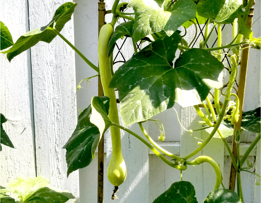 Zucchino Rampicante Squash Local Roots