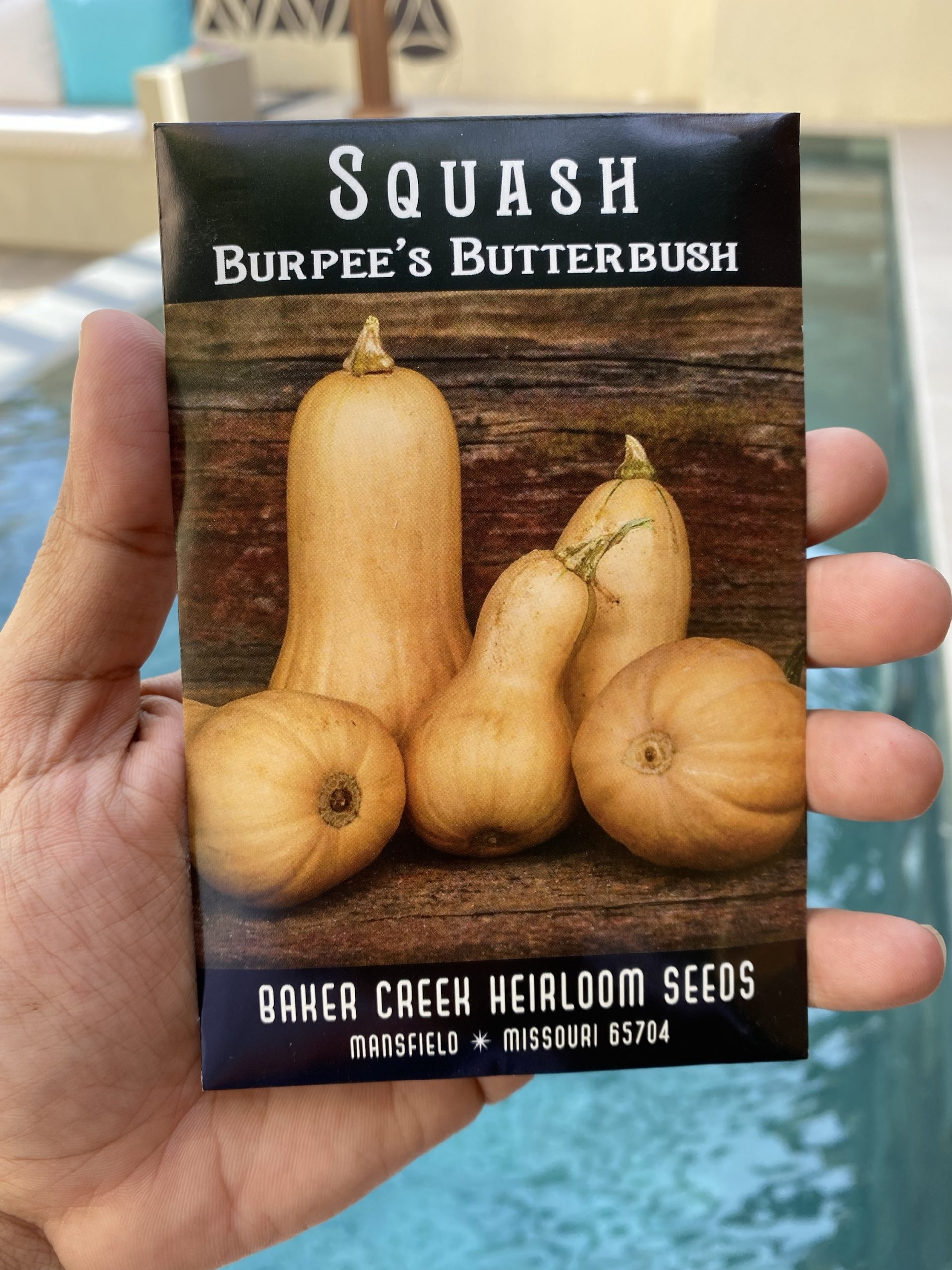Burpee's Butterbush Butternut Squash Local Roots