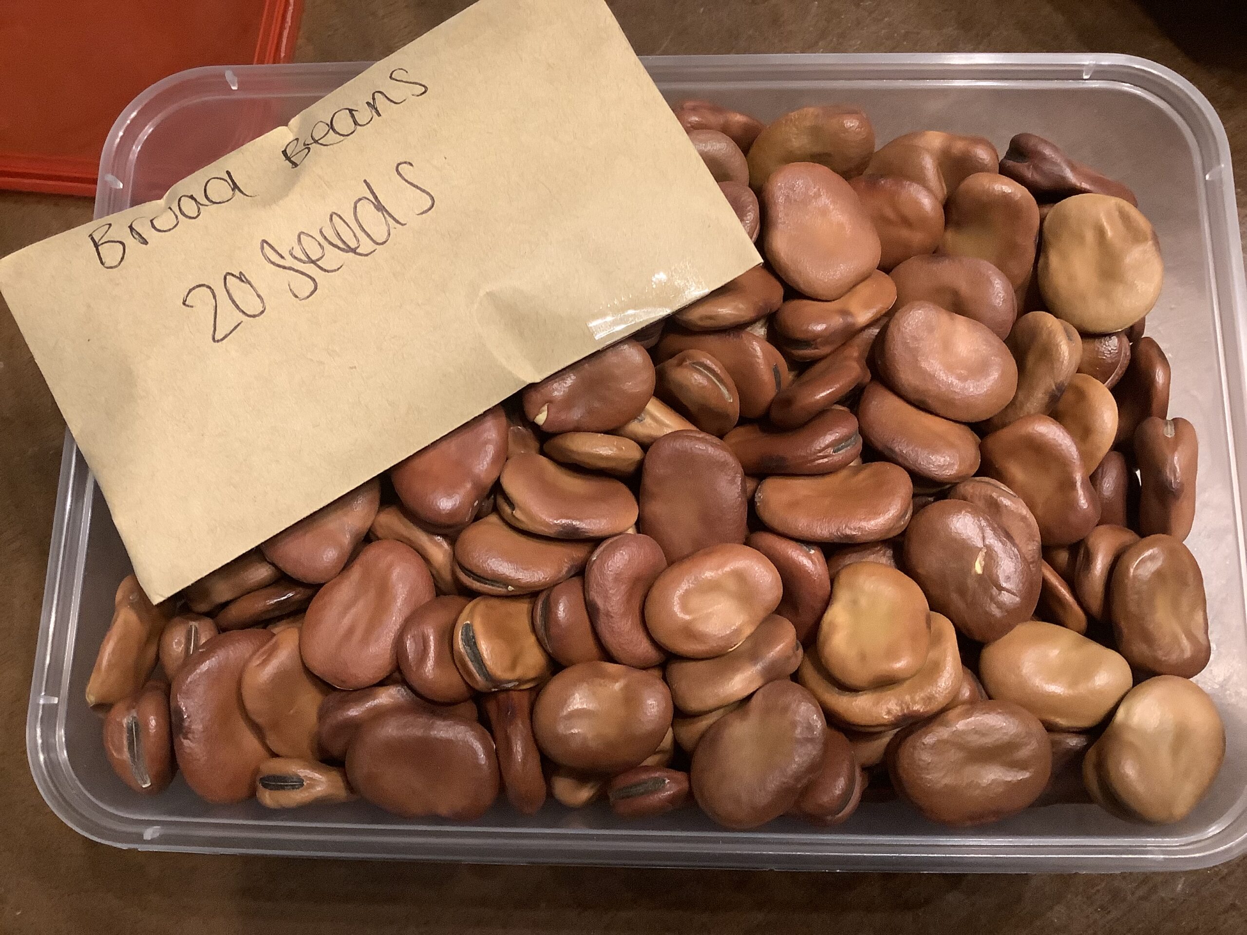 Broad Beans Local Seeds