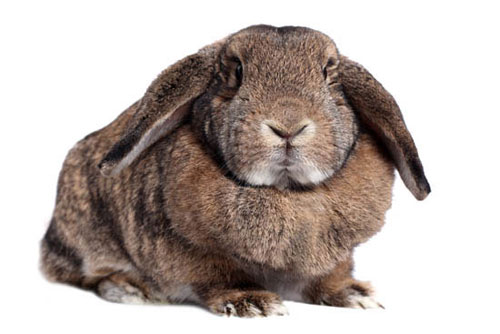 MicrochippingMelrose Animal Hospital