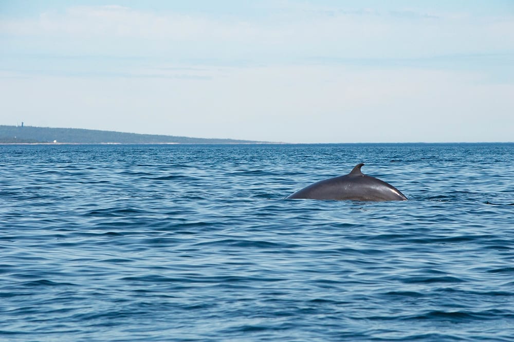 Whale Watching on West Coast of Scotland Loch Melfort Hotel