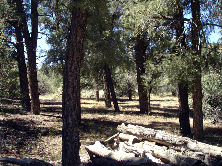 Lockwood Valley Ranch Wooded Areas and Fields