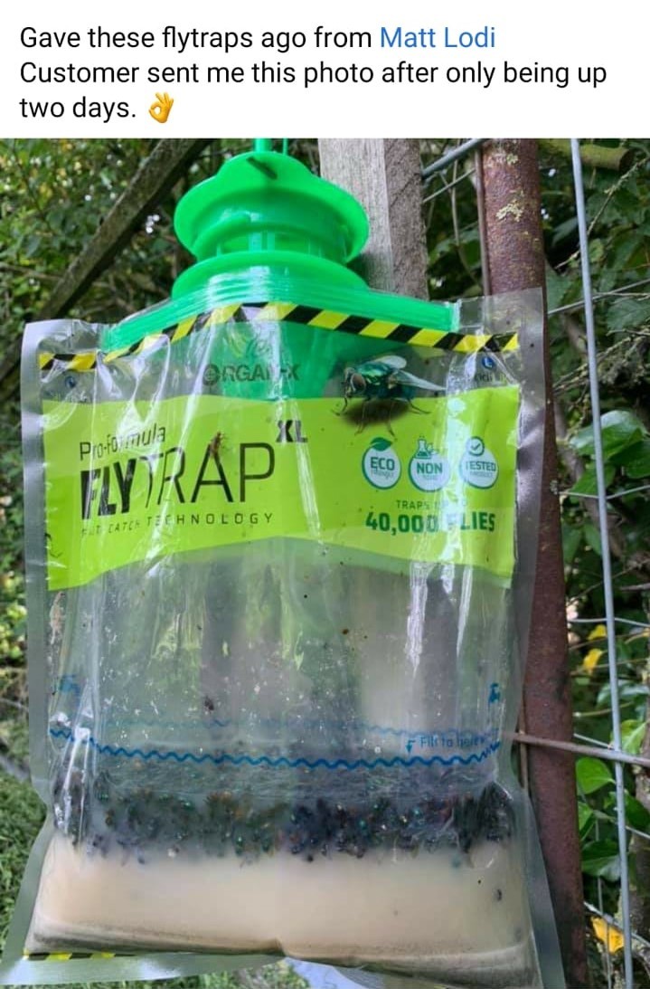 Everything You Need To Know About Flies Lodi UK