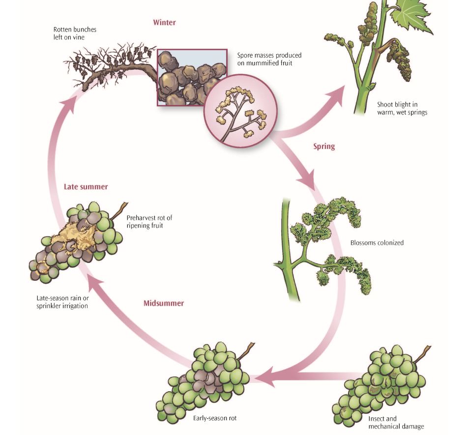 Bunch Rot Part I Botrytis cinerea Lodi Growers